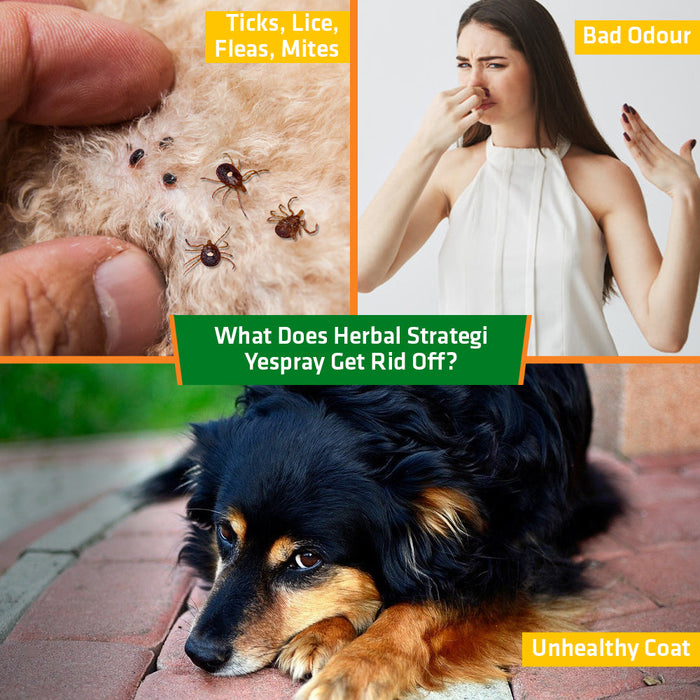 Herbal Dog Spray for Ticks, Fleas, Lice and Mites